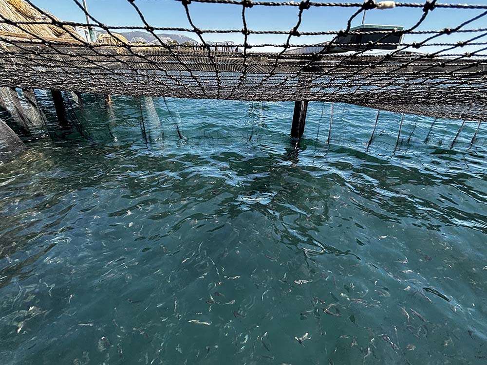 Vue des petits poissons en pleine croissance dans un des bassins de l'aquaculture de Pierre et le Loup